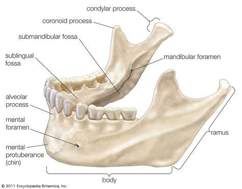 Importance of Knowing the Anatomy of the Mandible
